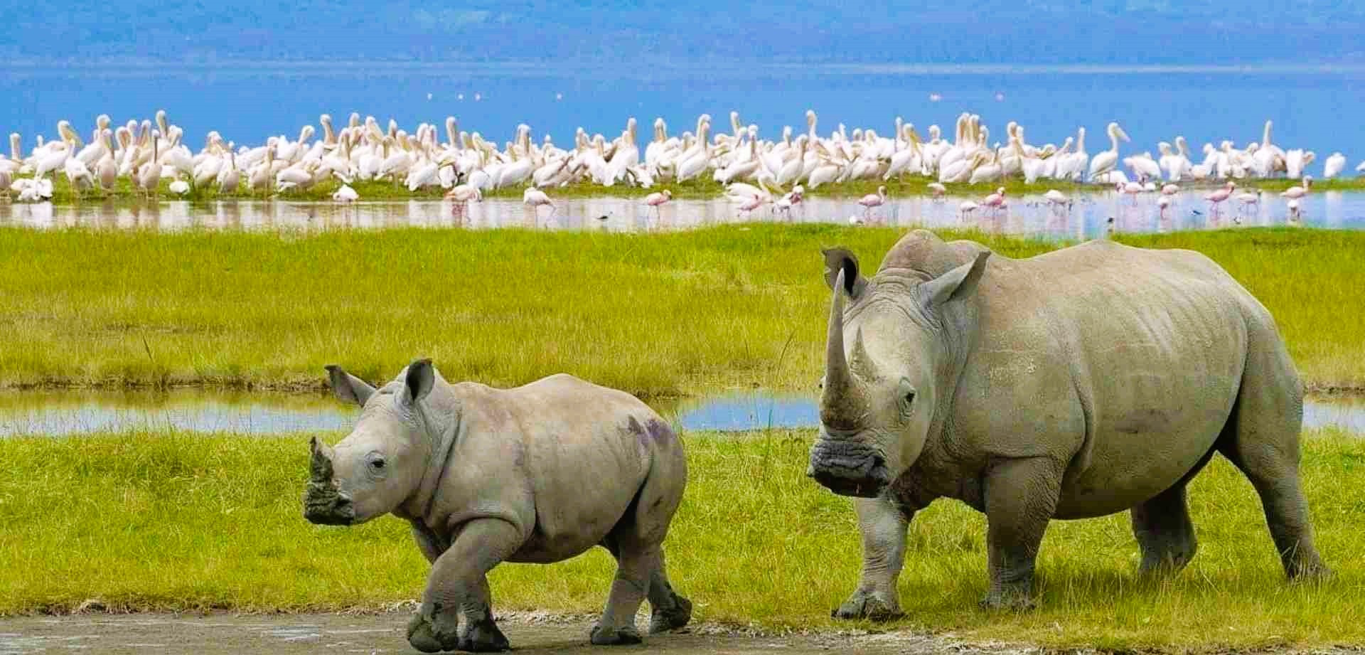 5 Days Lake Naivasha, Lake Nakuru, Masai Mara