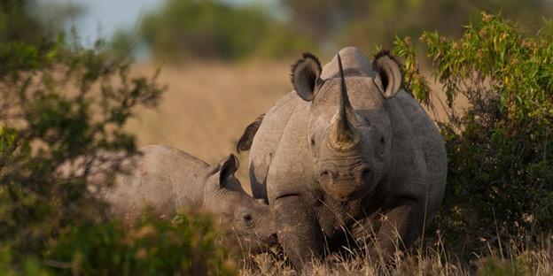Ol Pajeta Conservancy