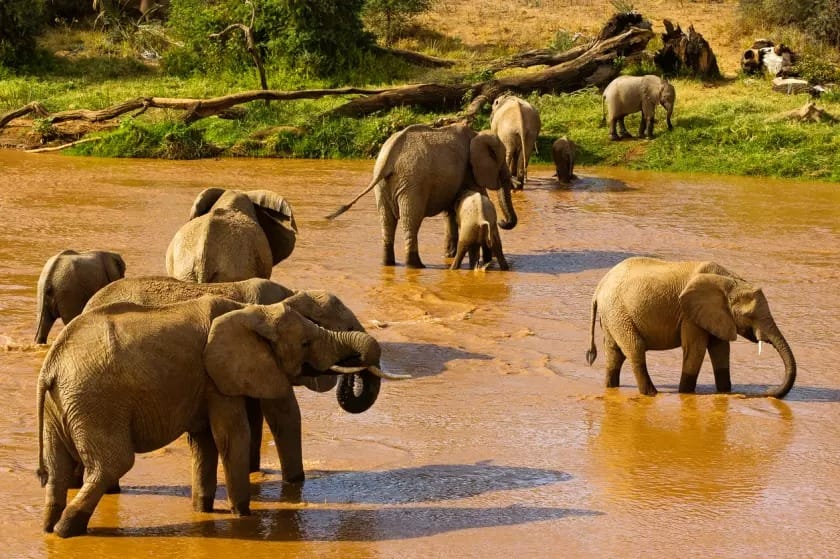 7 Days Kenya And Tanzania Wildlife Safari