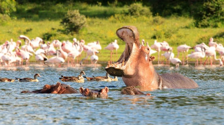 Lake Naivasha