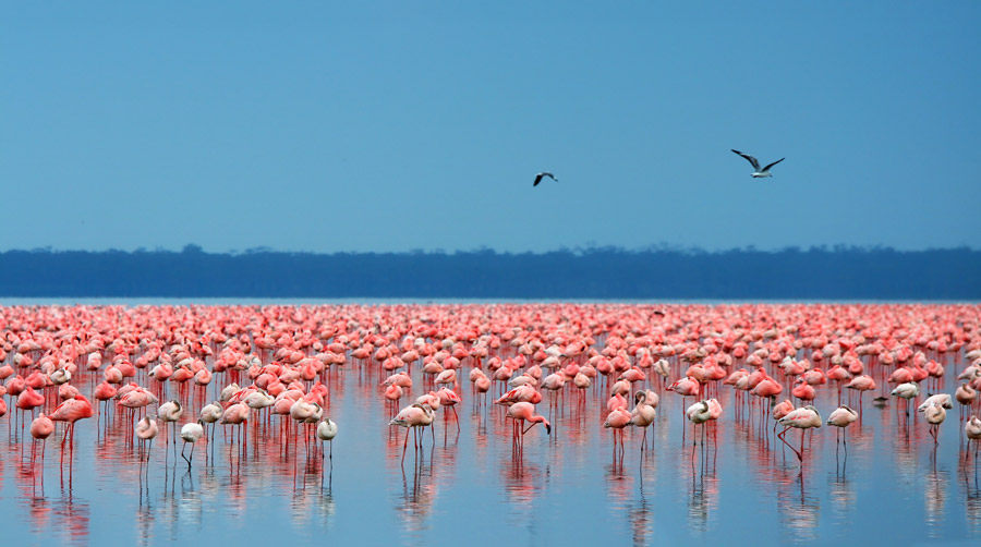Lake Nakuru National Park