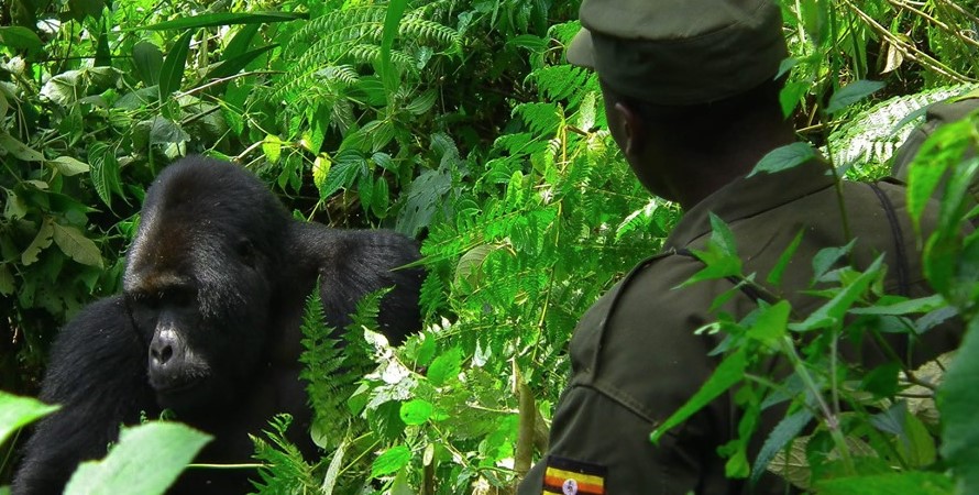 Bwindi Impenetratable National Park