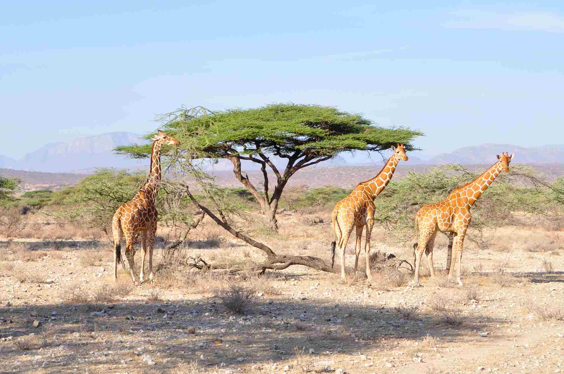 Samburu National Reserve