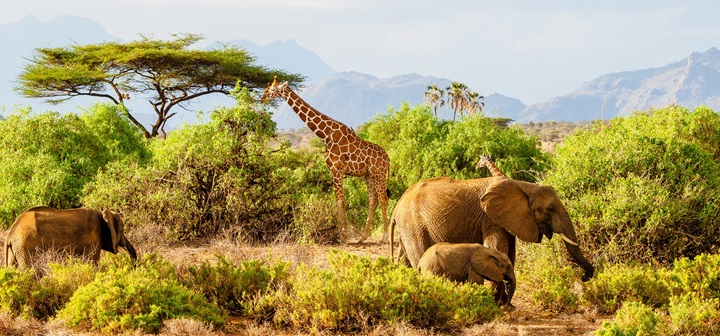 6 Days Wildlife And Beach Private Safari