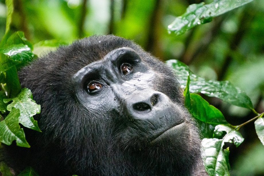 12 Days Uganda Game, Chimps And Gorilla Tracking