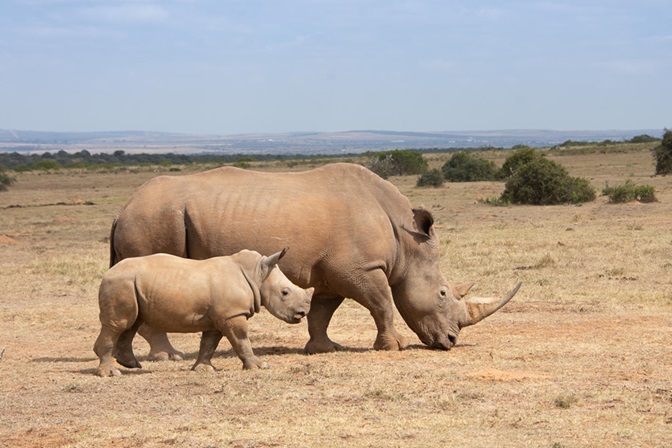1 Day Ol Pejeta Conservancy Safari