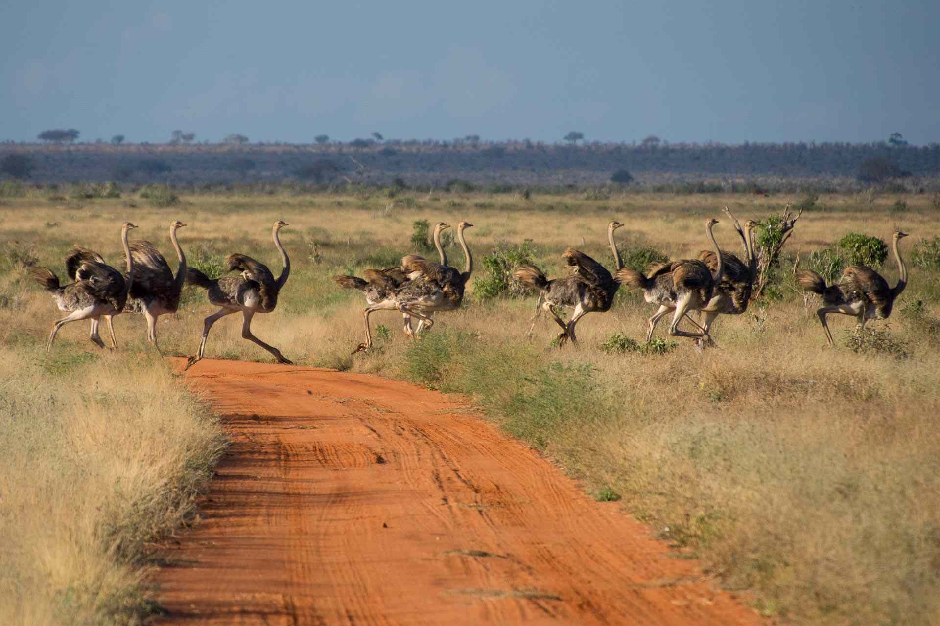 7 Days Kenya Birding Safari Package